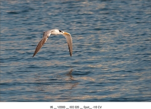 DSC_5971-1s
