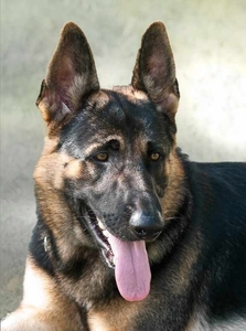 dog0912a