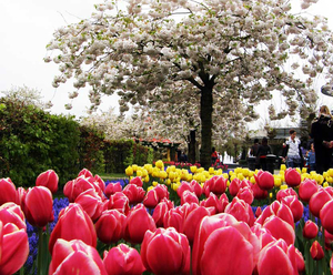 keukenhof