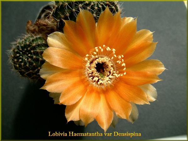 Lobivia Haematantha var Densispina