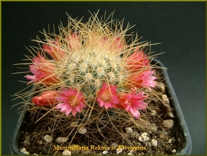 Mammillaria Rekoi var Flavispina.1jpg