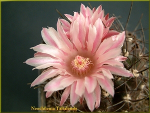 Neochilenia Taltalensis