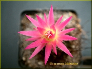 Neoporteria multicolor