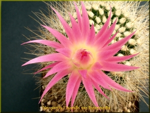 Neoportia Lisoralis