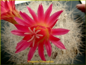 Neoportia nerocephala