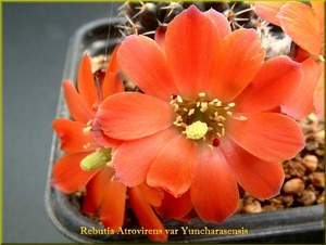 Rebutia atrovirens var yuncharasensis
