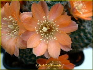 Rebutia mudanensis