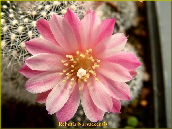 Rebutia Narvaecensis