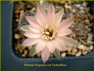 Rebutia Pygmaea var Trolociflora