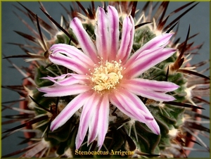 Stenocactus Arrigens
