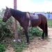 DSCF0066(1)
