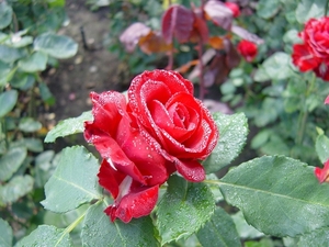 DSC04474
