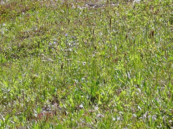 DSC04220