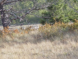 DSC04236