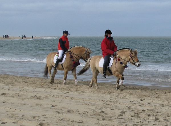 strand zee zeeland paard