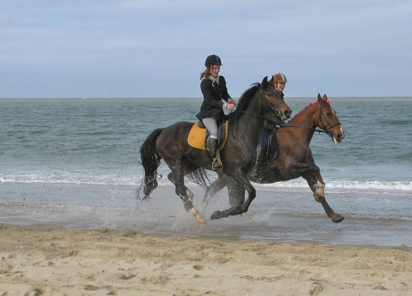 strand paard zee zeeland