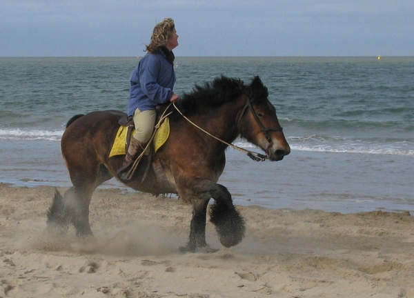 zee zeeland strao paard