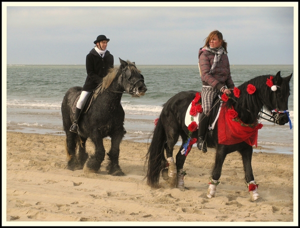zee zeeland strao paard