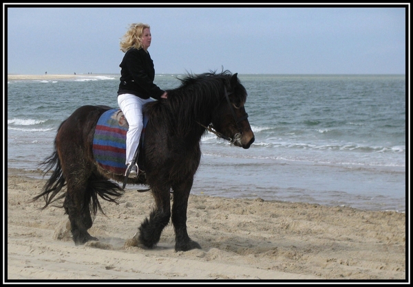 zee zeeland strao paard