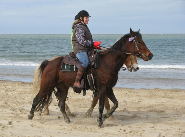 strao strand zeeland paard zee