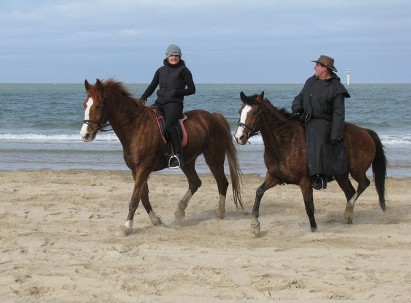 strao strand zeeland paard zee