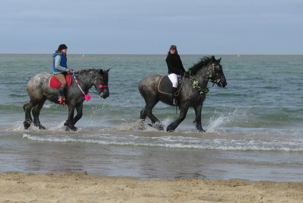 strao strand zeeland paard zee