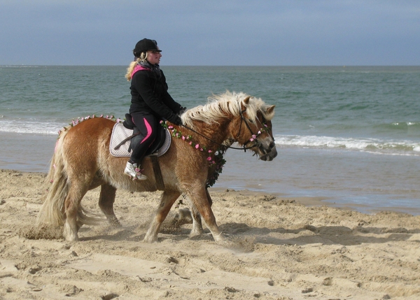 strao strand zeeland paard zee