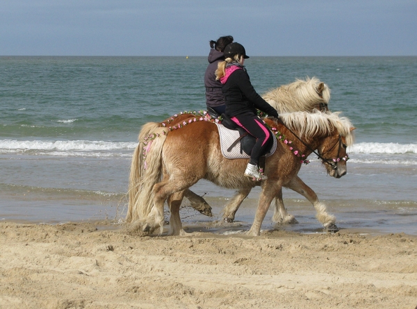 strao strand zeeland paard zee