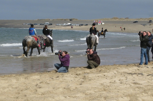 strao strand zeeland paard zee