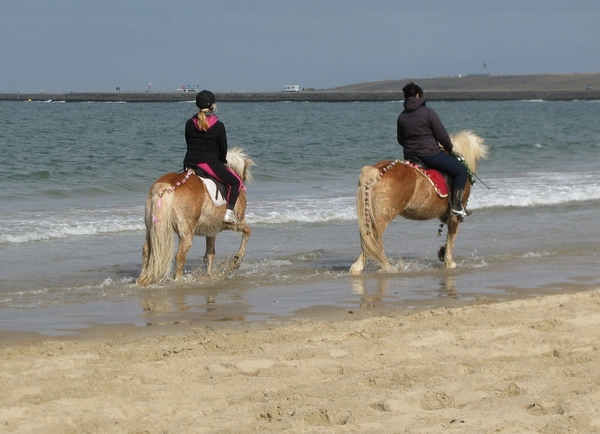 strao strand zeeland paard zee