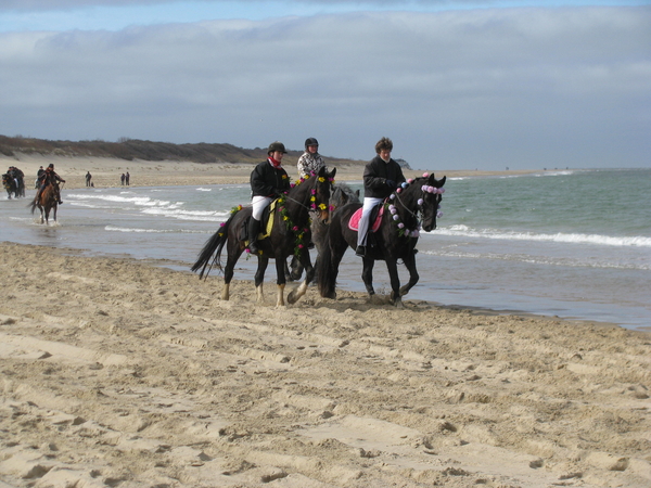 strao strand zeeland paard zee