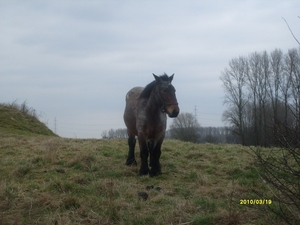 BOERENPAARD IN DE WEI