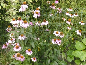 01.08.2009d/prachtige echinacea