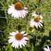 06.08.2009 echinacea