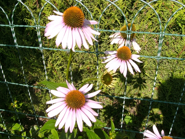 06.08.2009 echinacea