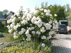 06.08.2009/heerlijkruikende stamrozen