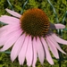 echinacea 06.08.2009