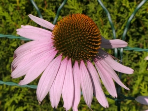 echinacea 06.08.2009