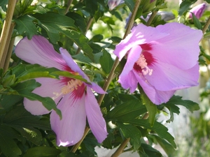 roze hibiscus 06.08.2009