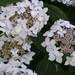 schermhortensia's 06.08.2009