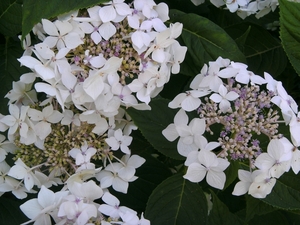 schermhortensia's 06.08.2009