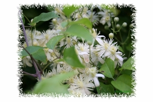 mini-clematis