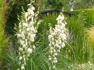 Yucca's in bloei