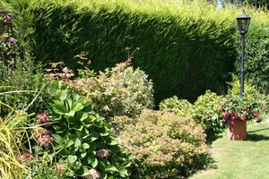 zomerpracht in de tuin