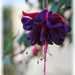 dubbele fuchsia