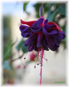 dubbele fuchsia