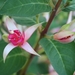 bloeiende fuchsia 2