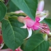 bloeiende fuchsia
