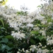 bloeiende mini-clematis 3