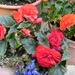 azalea's 1